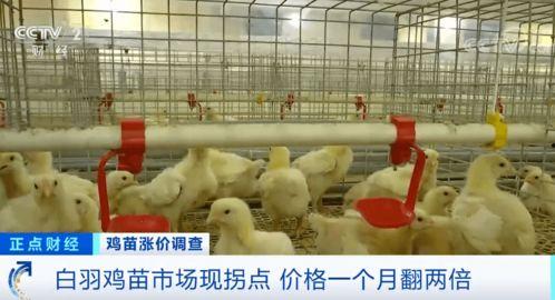 鸡苗视频在线观看国产,国产生态鸡苗养殖技术视频教程