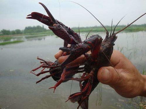 国产养殖青龙虾视频播放,视频揭秘养殖全过程